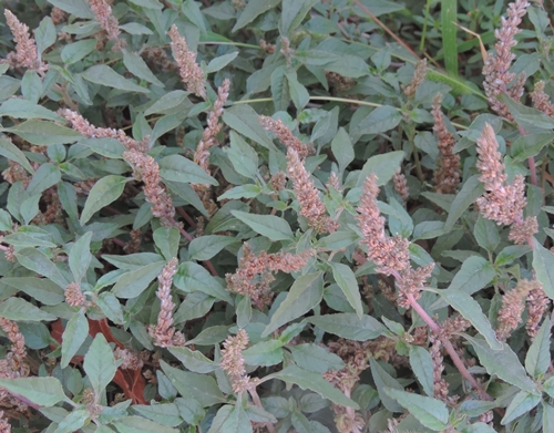 Pianta strisciante - Amaranthus cfr. deflexus