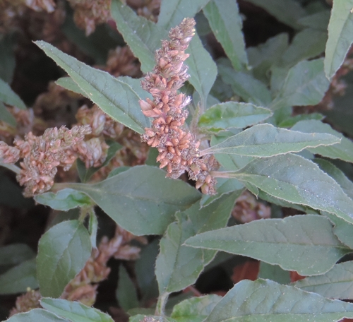 Pianta strisciante - Amaranthus cfr. deflexus