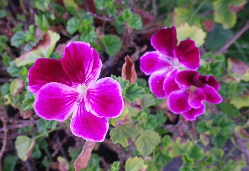 cultivar/ibrido di Pelargonium crispum (Geraniaceae)