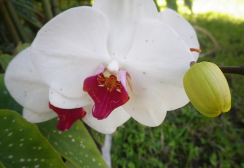 Phalaenopsis sp.(cfr. Red Lips'' ) (Orchidaceae)