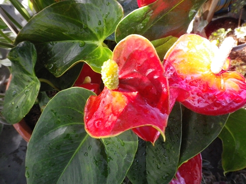 cultivar di Anthurium andraeanum  (Araceae)