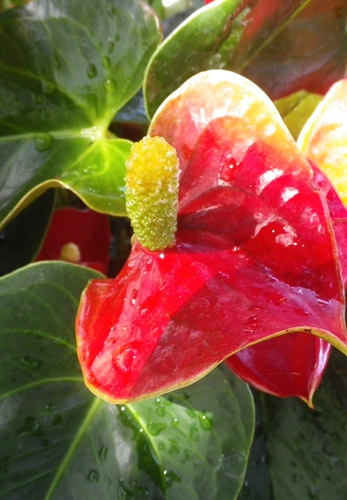 cultivar di Anthurium andraeanum  (Araceae)