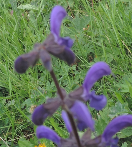 Salvia pratensis