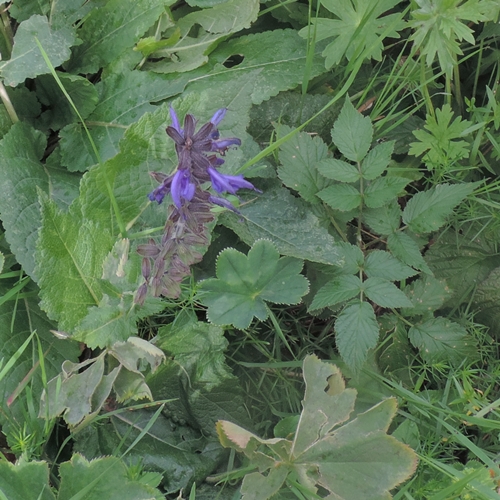 Salvia pratensis