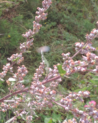Artemisia vulgaris