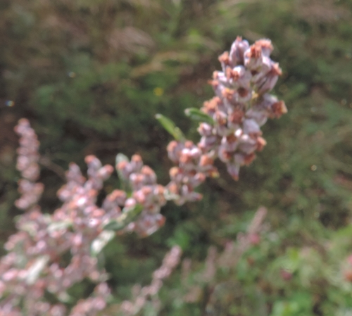 Artemisia vulgaris