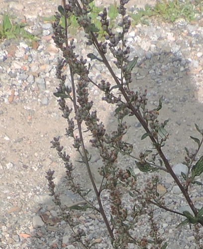 Artemisia vulgaris
