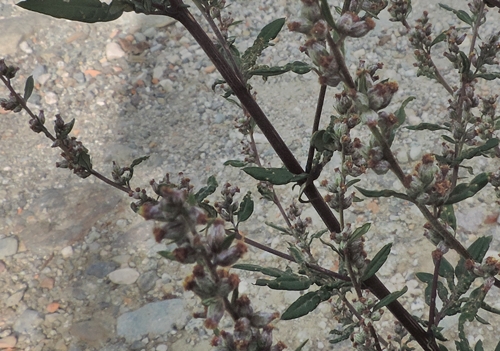 Artemisia vulgaris