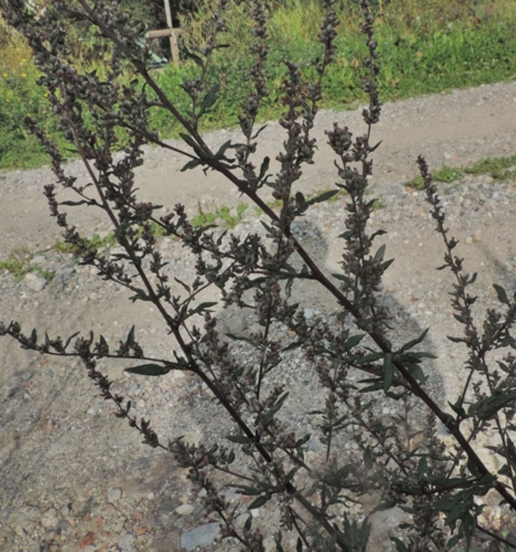 Artemisia vulgaris