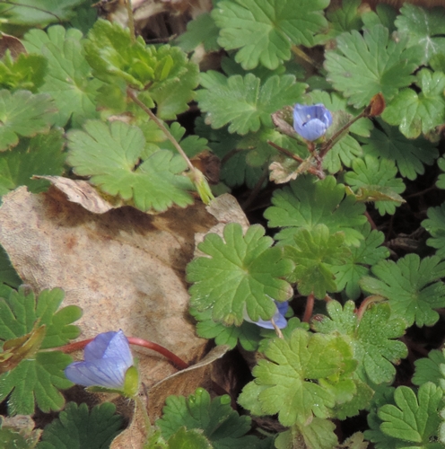 Veronica persica