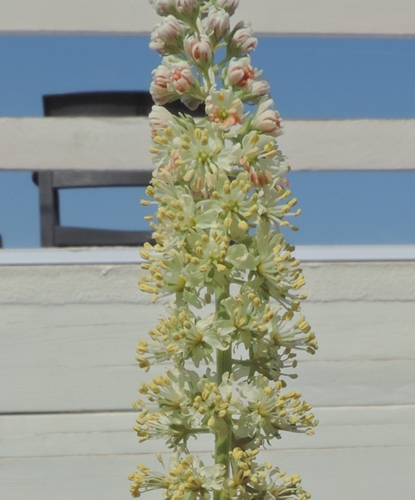 Fiori di dune:  Reseda alba (Resedaceae)