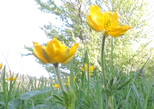 Ranuncolo giallo da id.