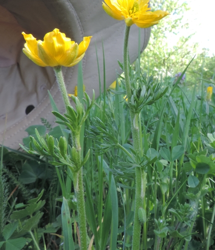 Ranuncolo giallo da id.