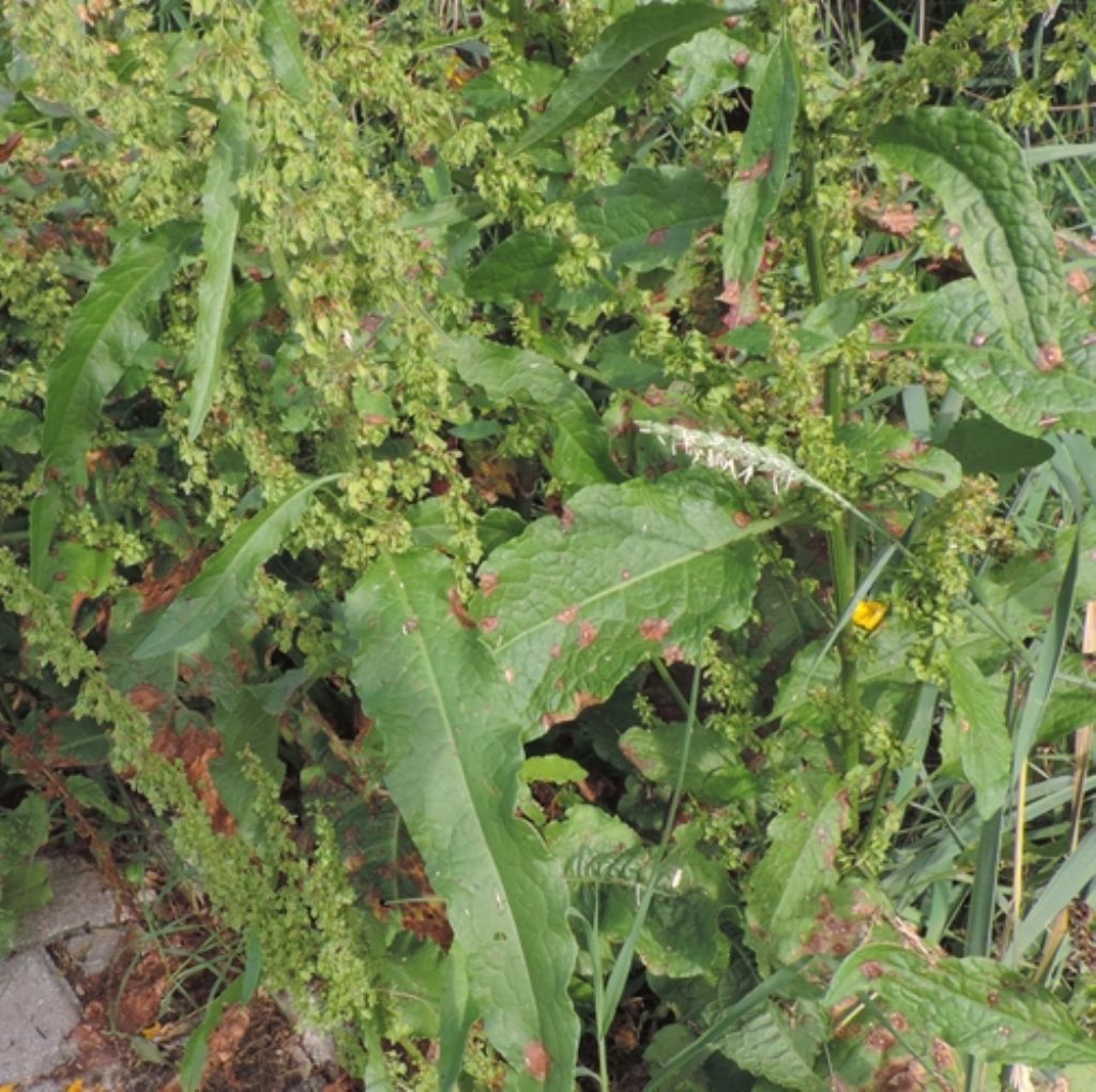 Rumex credo