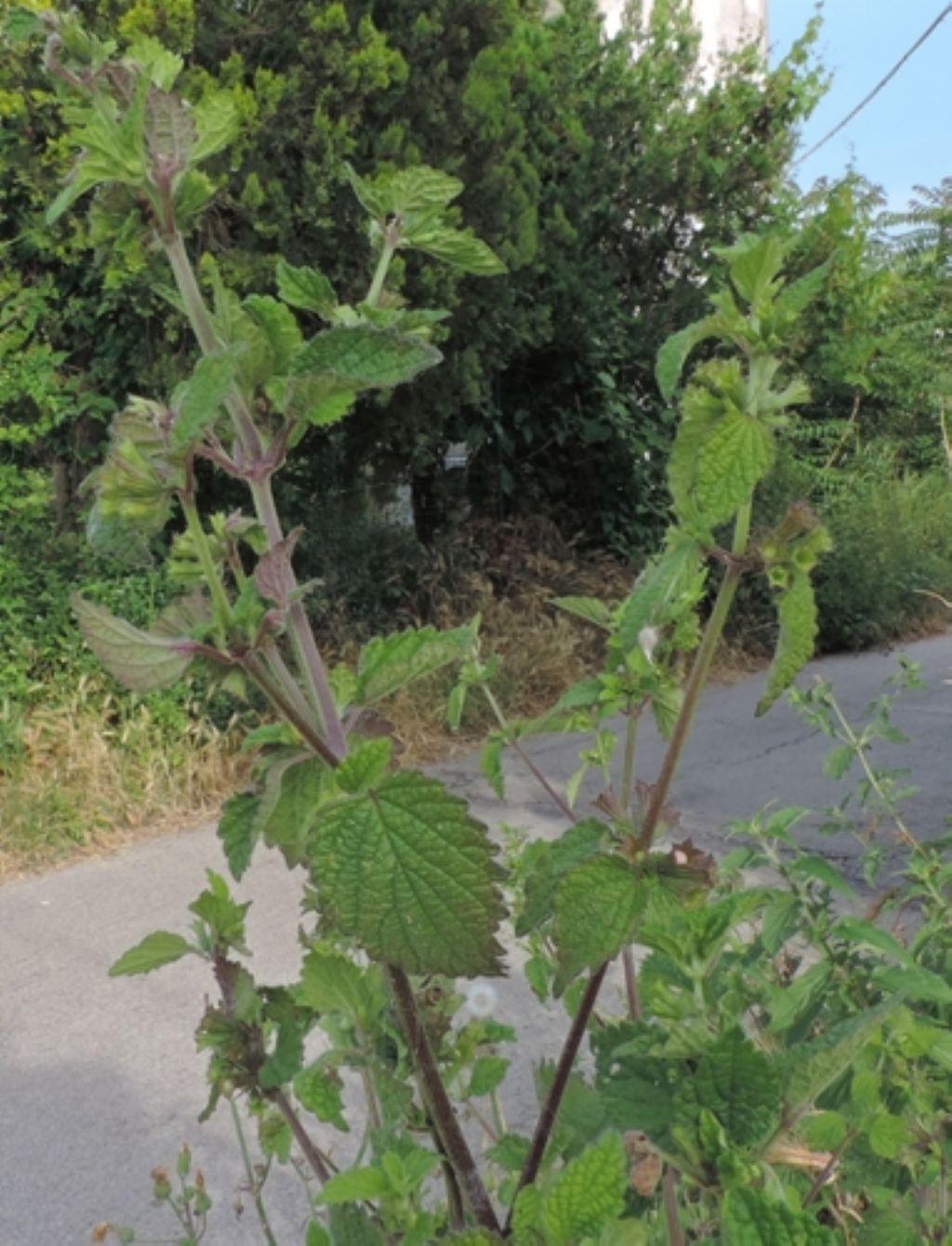 Ortica: quale?  Urtica dioica (cfr.)