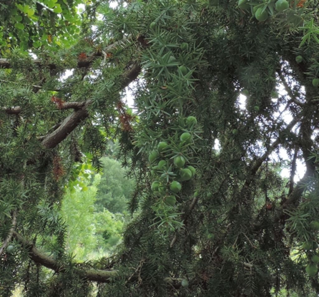 Quale ginepro?  Juniperus oxycedrus ssp. macrocarpa