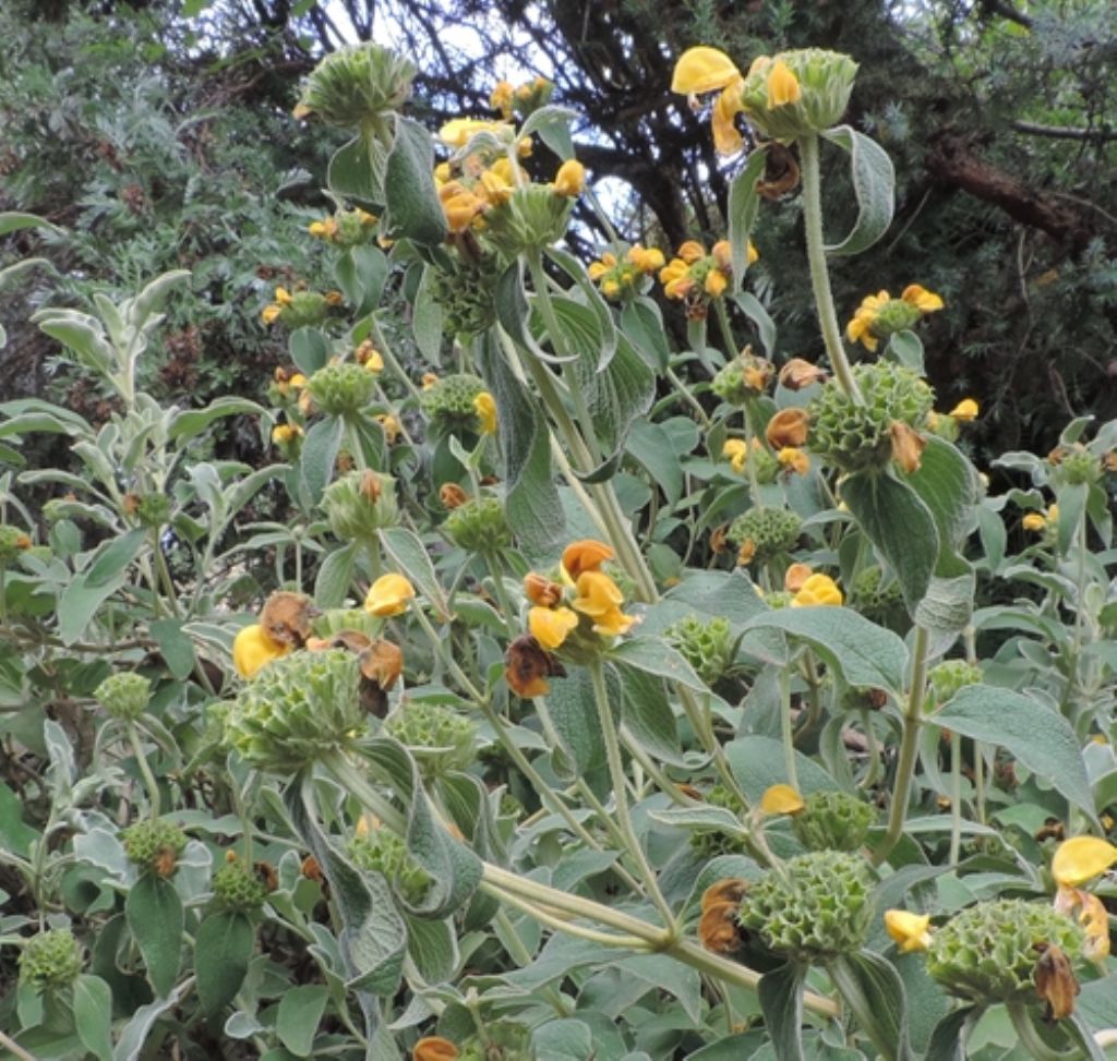 Pianta con foglie vellutate:  Phlomis fruticosa (Lamiaceae)