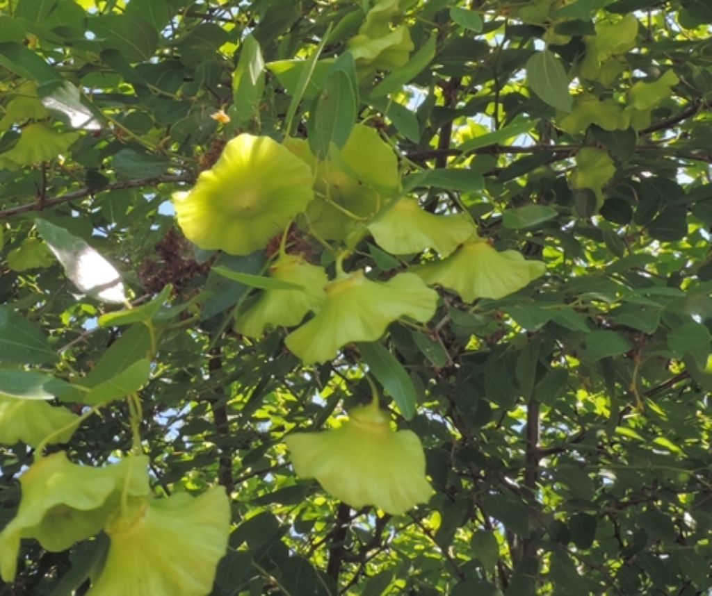 Paliurus spina-christi (Rhamnaceae)