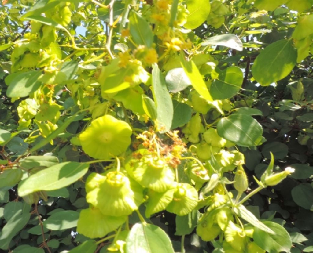 Paliurus spina-christi (Rhamnaceae)