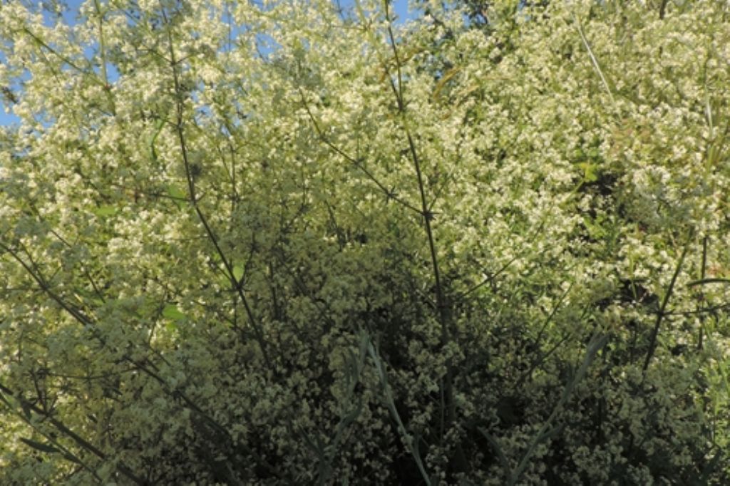 Cespuglio bianco - Galium sp.