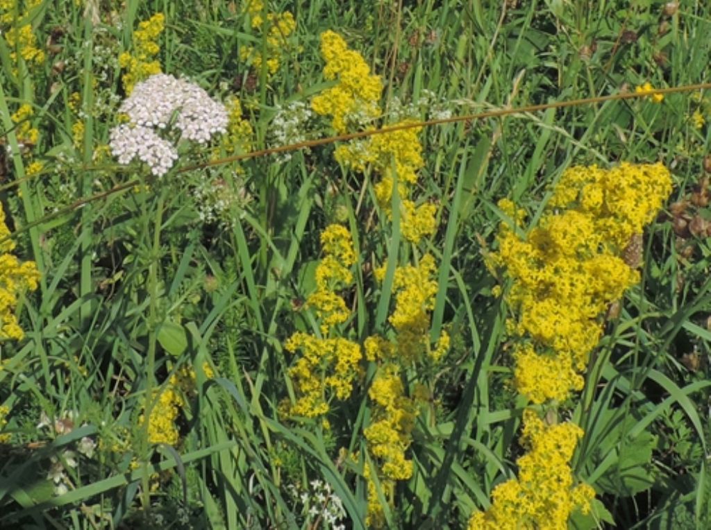 Galium verum (Rubiaceae)