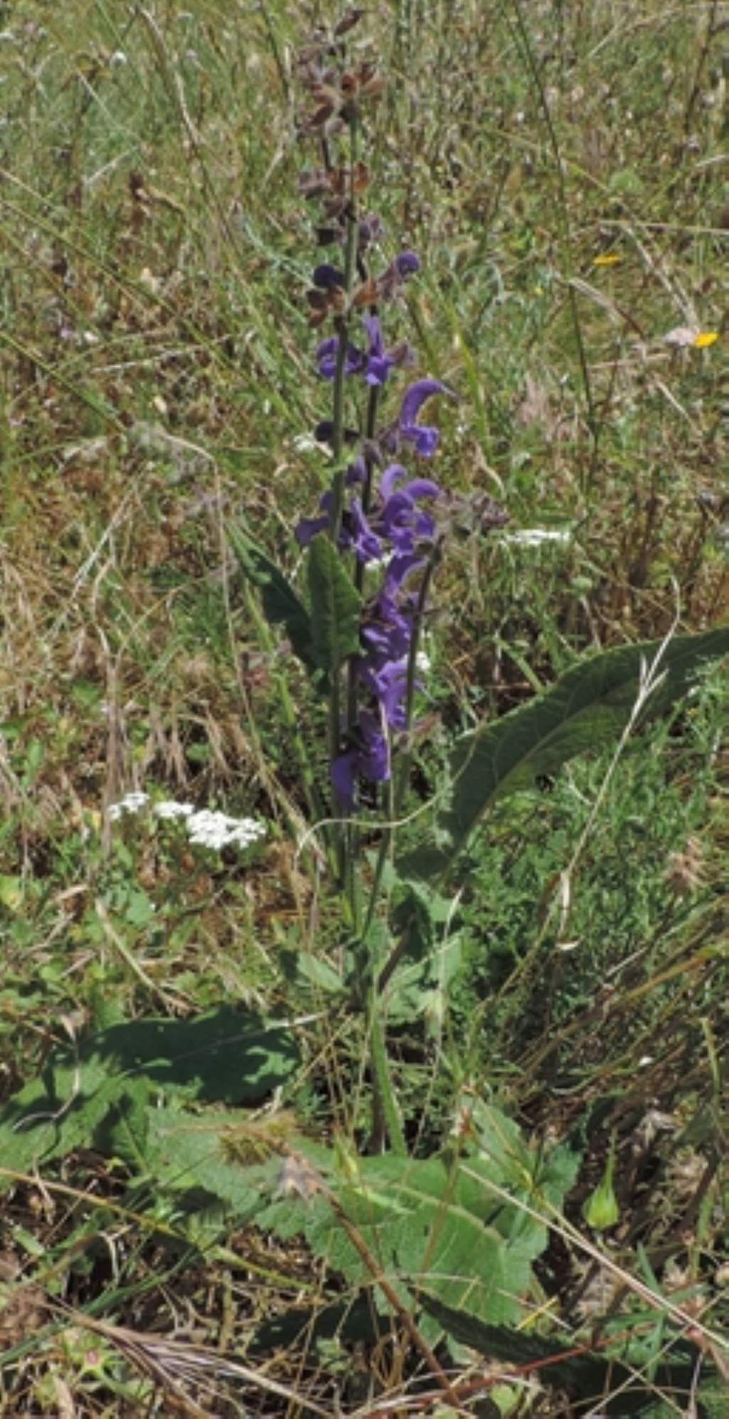 Fiore bleu di...Salvia pratensis