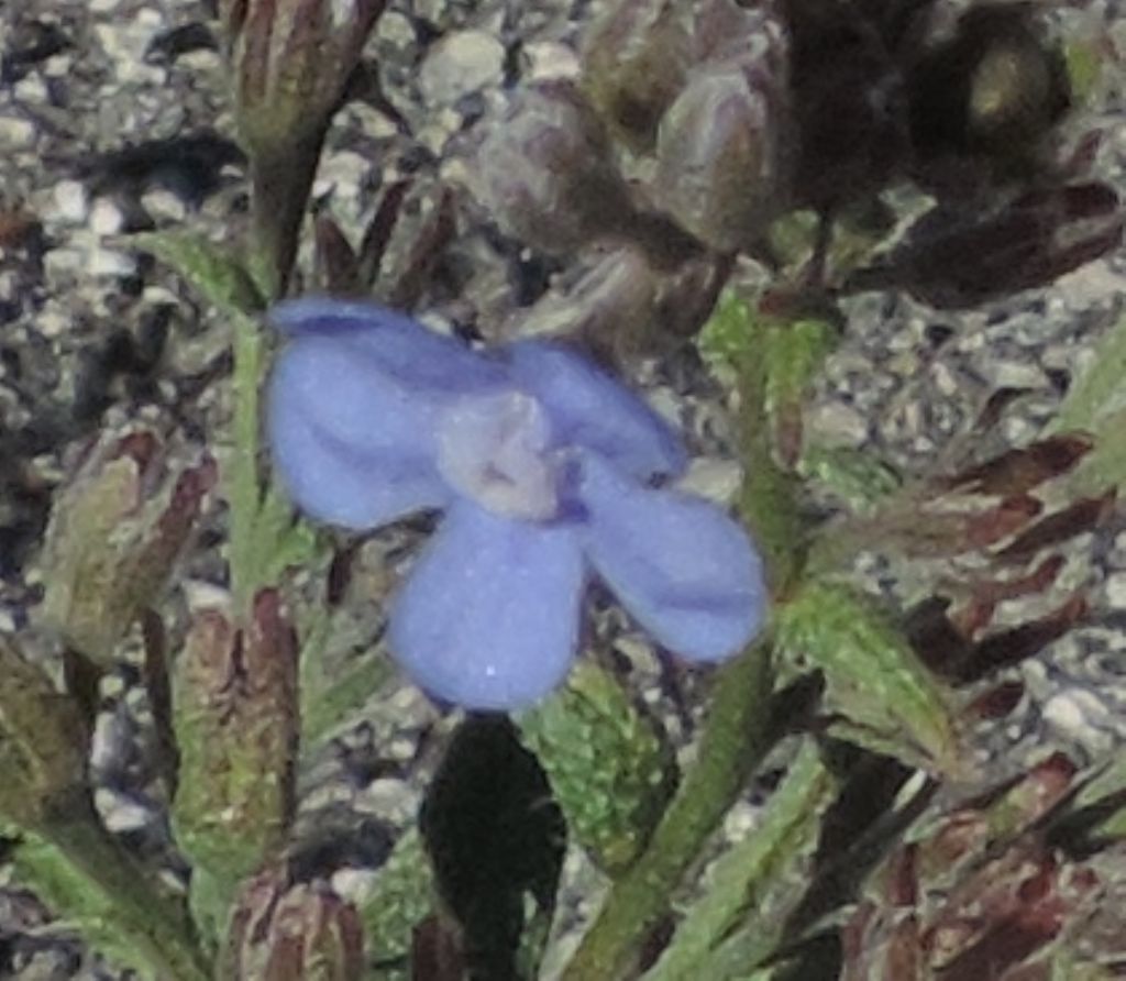 Lappula squarrosa (Boraginaceae)