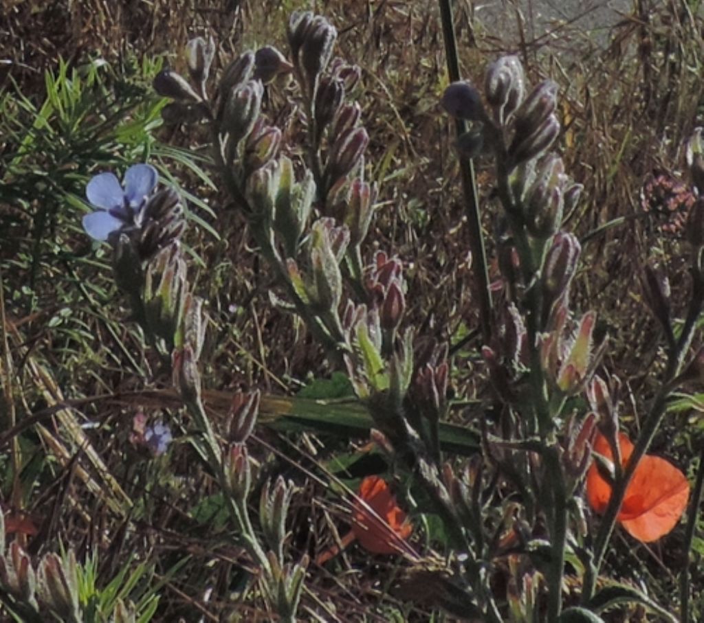 Lappula squarrosa (Boraginaceae)
