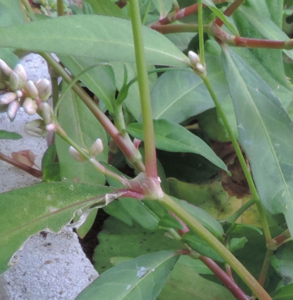 Persicaria lapathifolia / Poligono nodoso