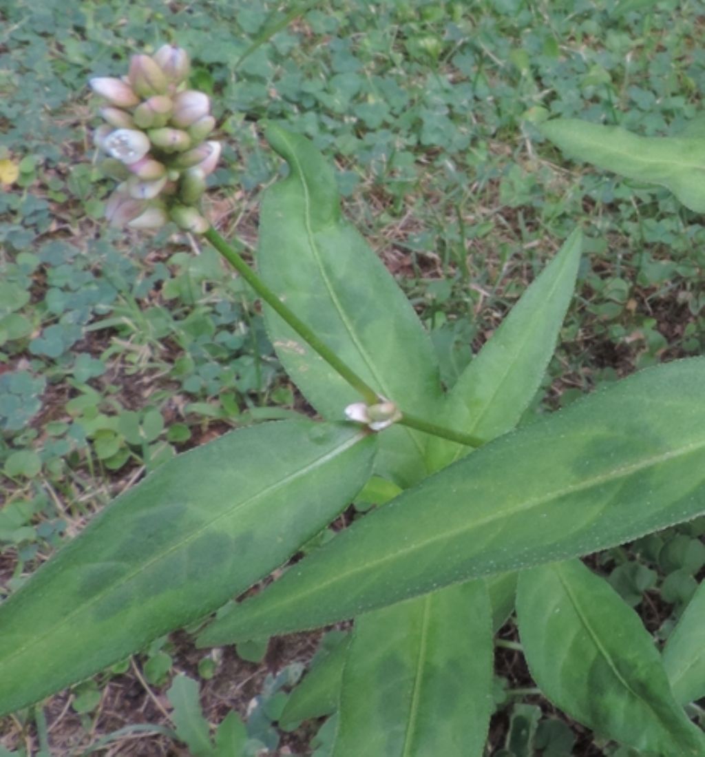 Persicaria lapathifolia / Poligono nodoso