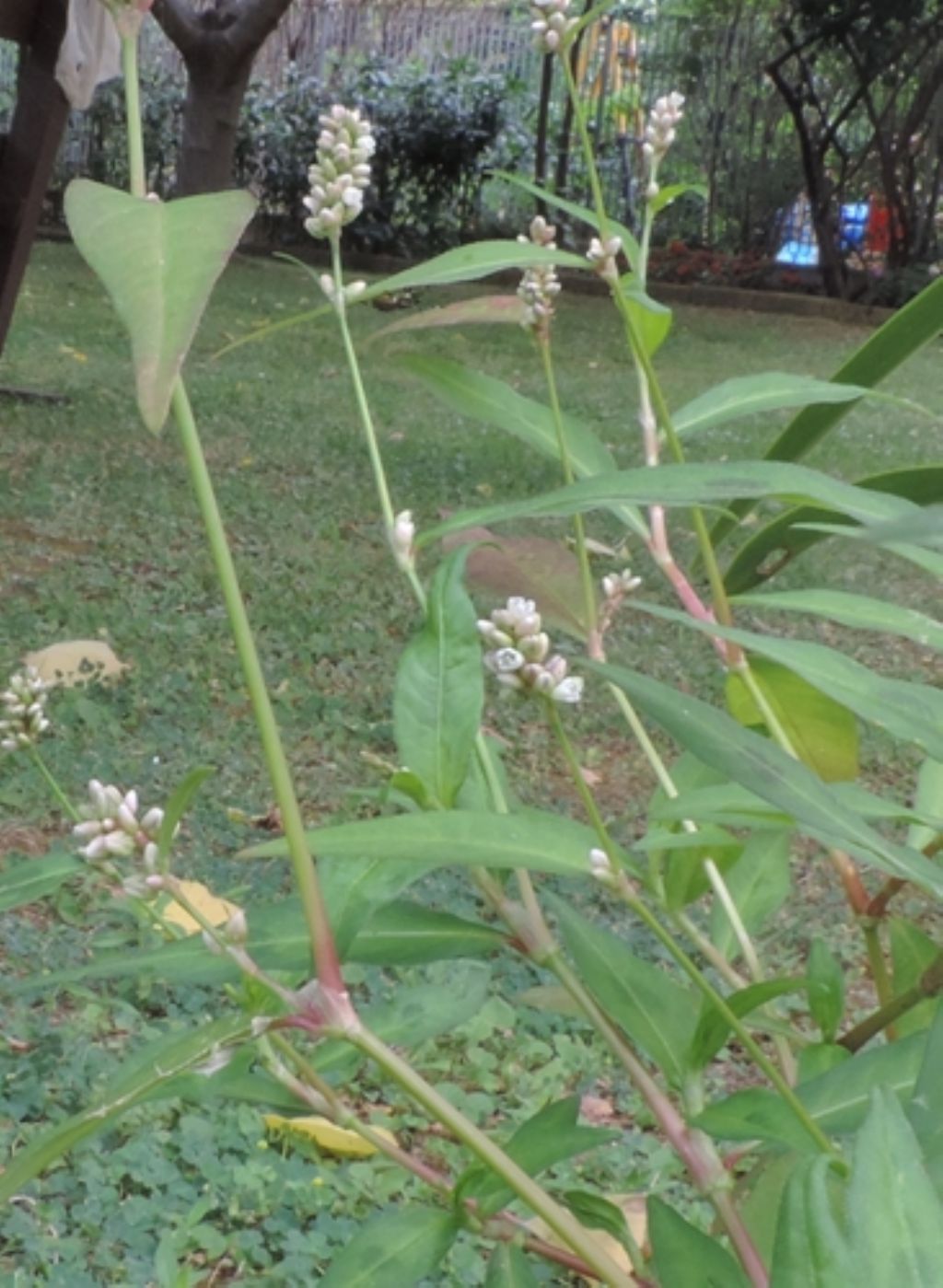 Persicaria lapathifolia / Poligono nodoso