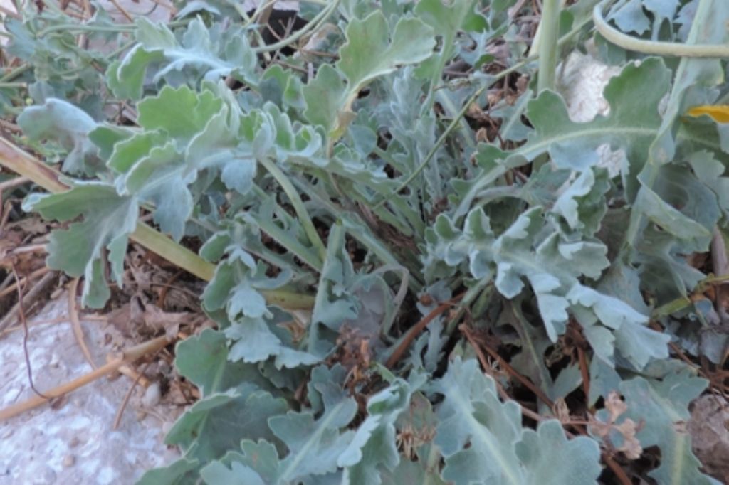 Scogli e sassi  con fiori gialli...Glaucium flavum