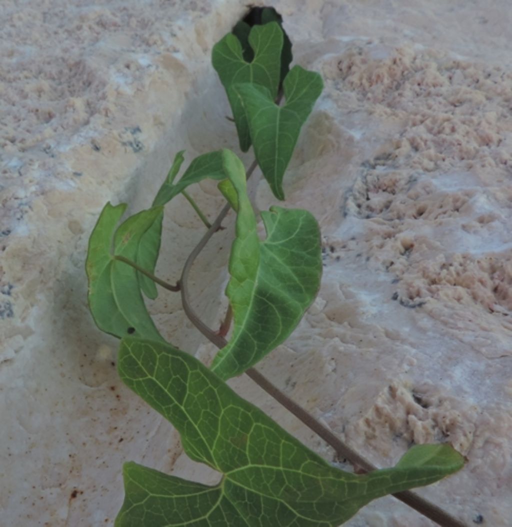 Scogli e sassi, strisciante: Convolvulus sepium