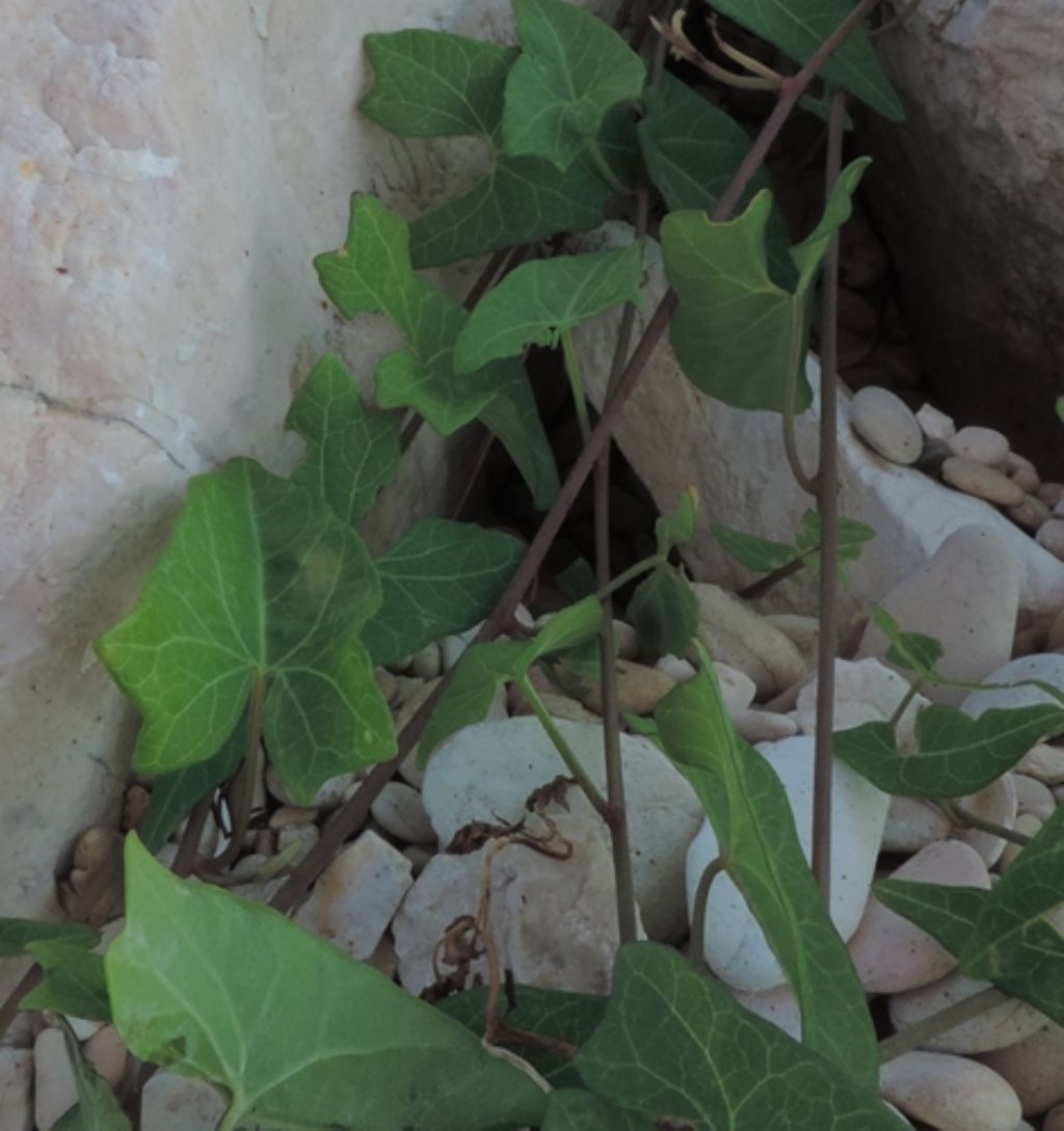 Scogli e sassi, strisciante: Convolvulus sepium