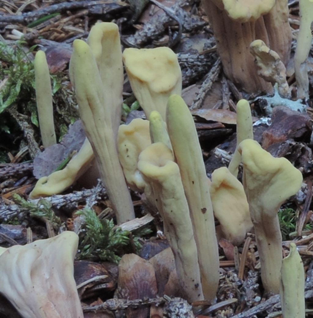 Piccolissimo giallo-verde