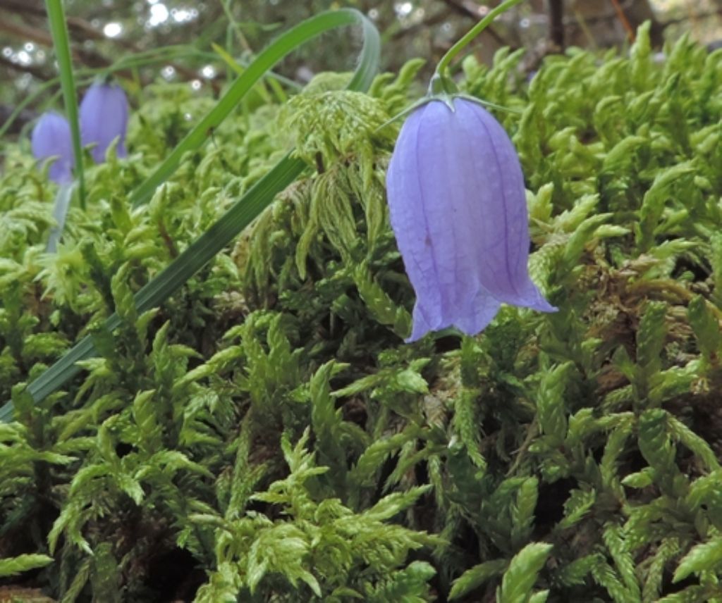 Piccola campanula:  Campanula cfr.  cespitosa