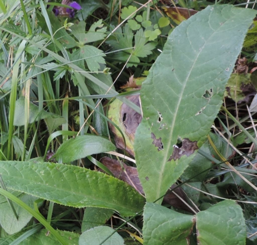 Prunella cfr. grandiflora (Lamiaceae)