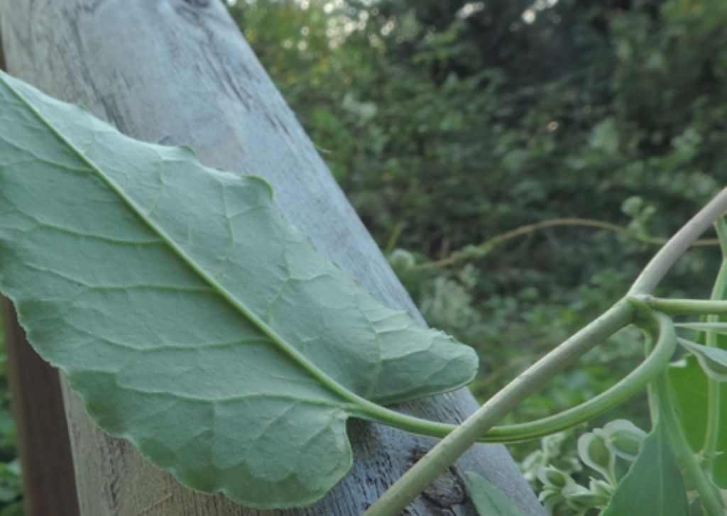 Strisciante rampicante: Fallopia balschuanica (Polygonaceae)