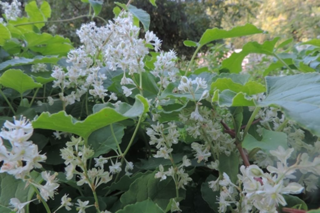 Strisciante rampicante: Fallopia balschuanica (Polygonaceae)