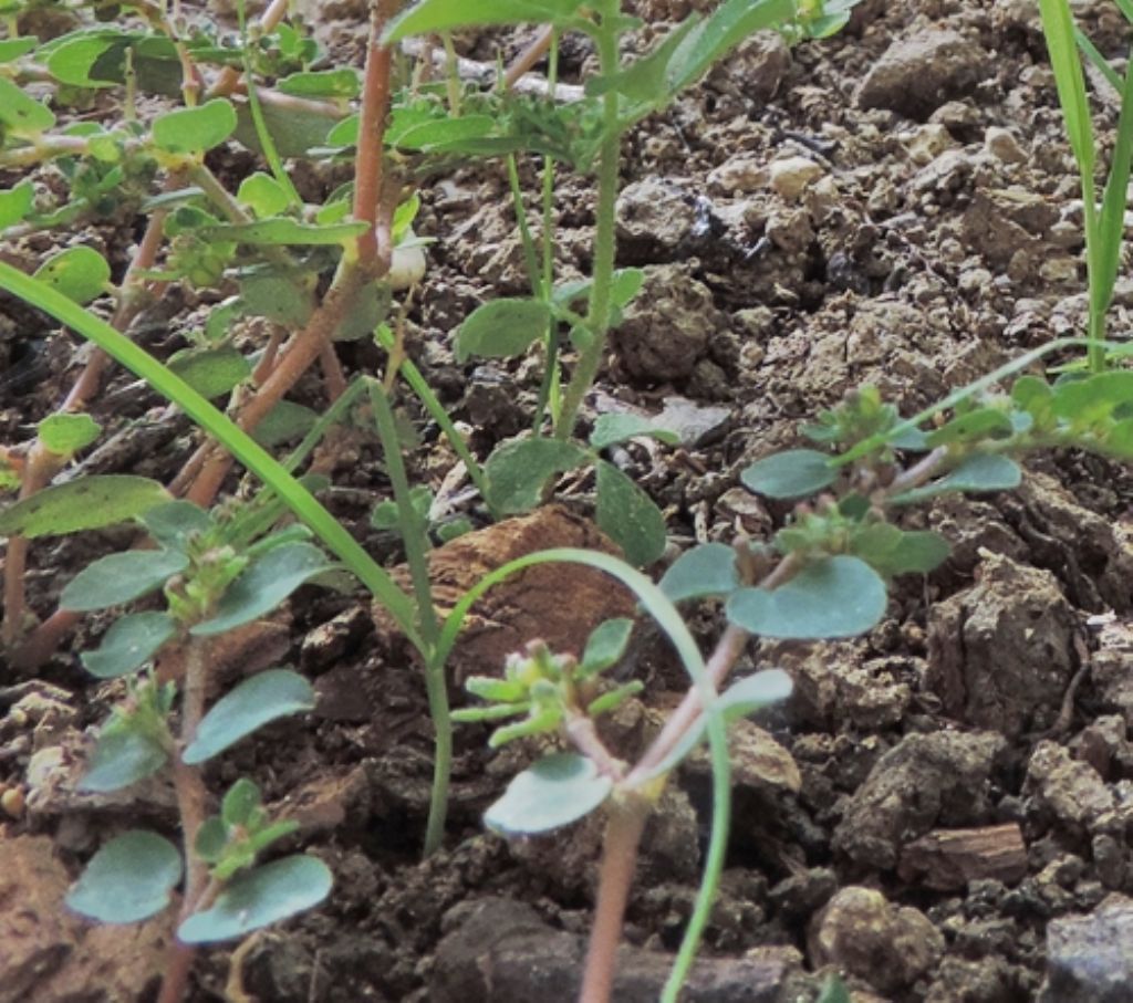 Piantina infestante: Euphorbia sp...