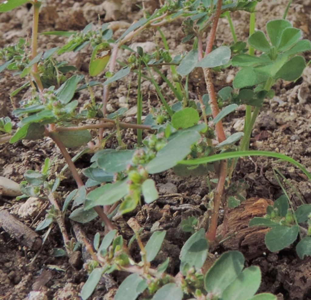 Piantina infestante: Euphorbia sp...
