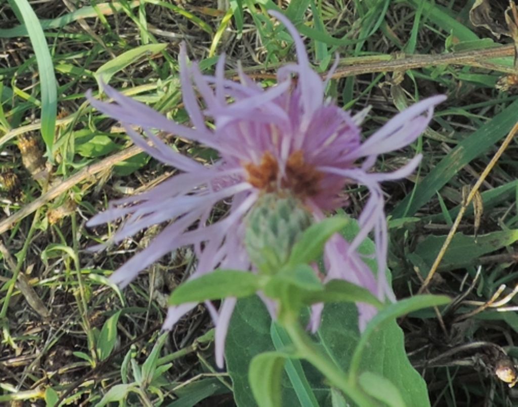 Centaurea... cfr. nigrescens