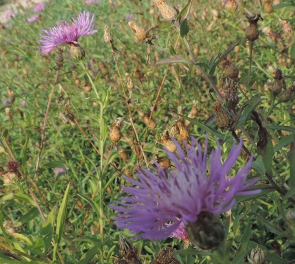 Centaurea... cfr. nigrescens