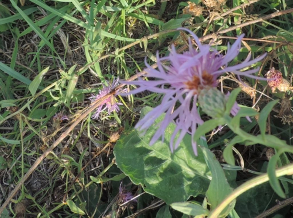 Centaurea... cfr. nigrescens