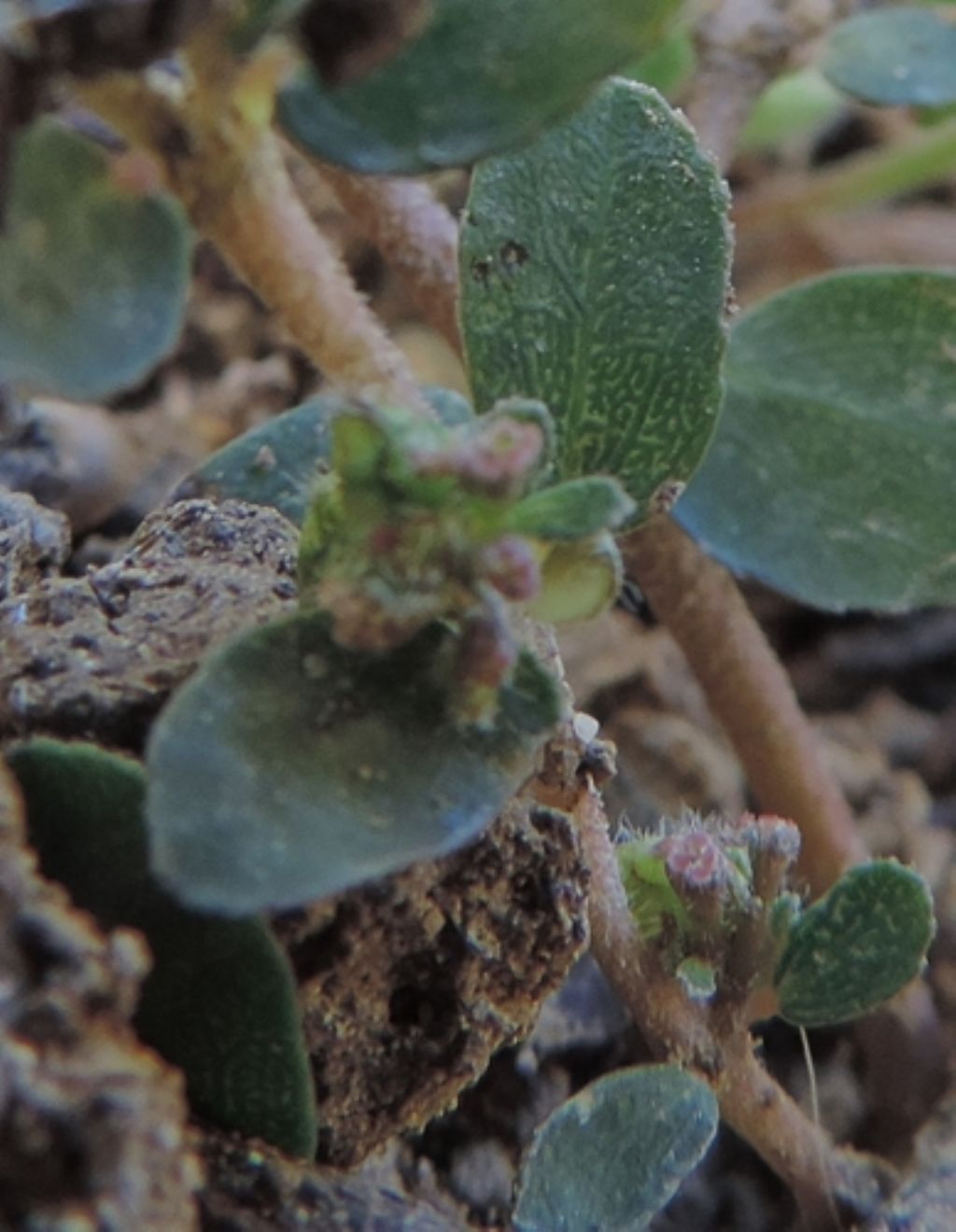 Piantina infestante: Euphorbia sp...