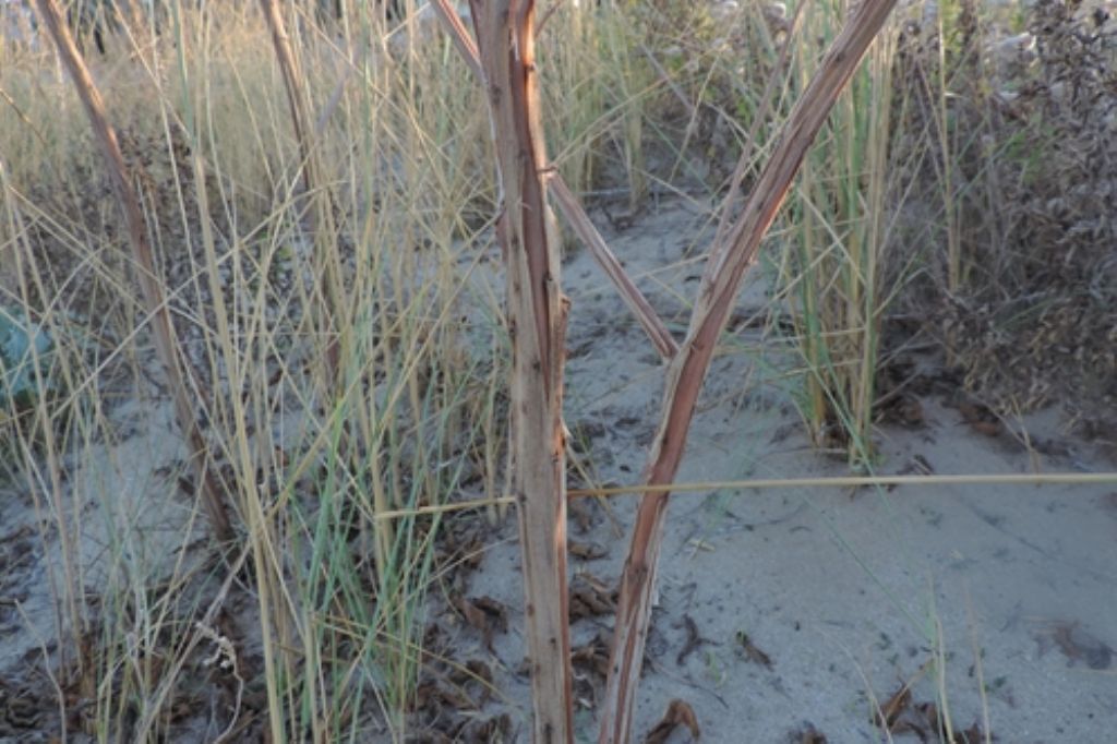 Secchi e alti:...Oenothera sp.