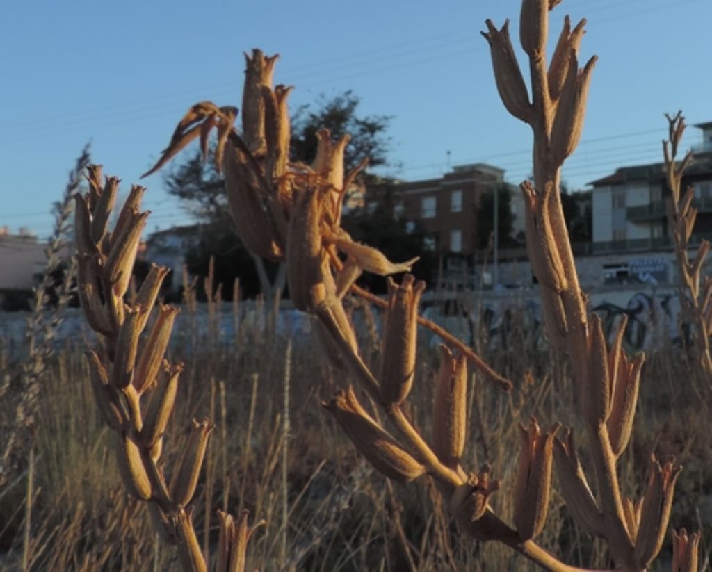 Secchi e alti:...Oenothera sp.