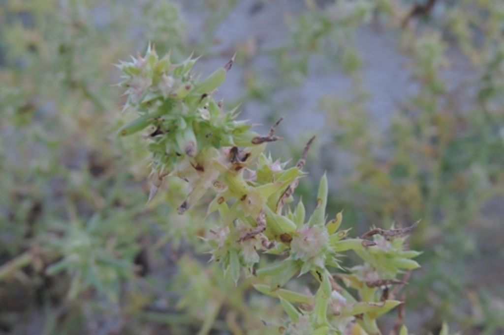 Salsola tragus (Chenopodiaceae)