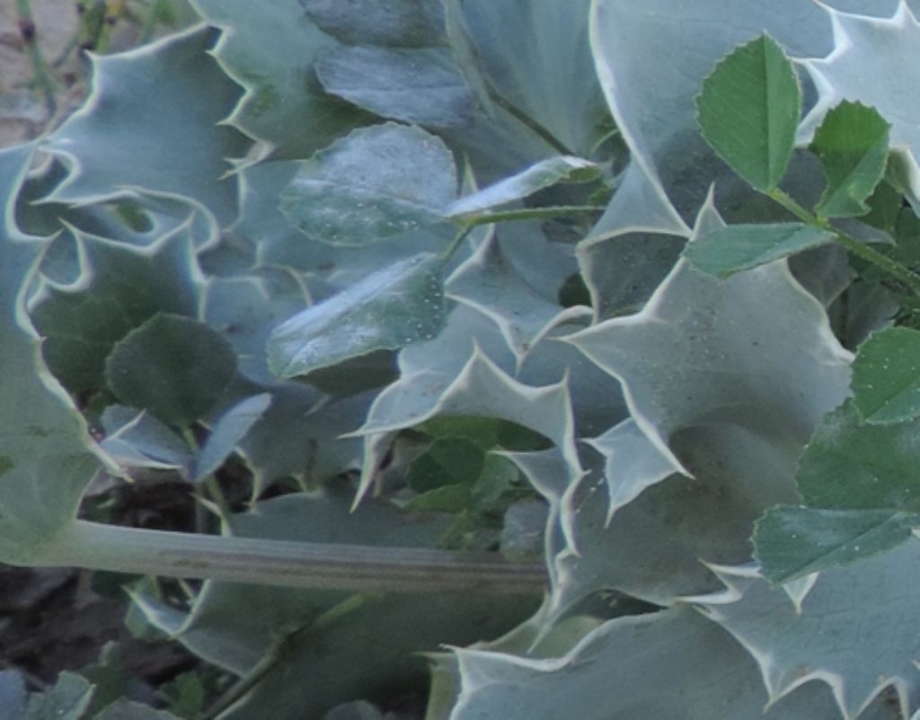 Eryngium maritimum