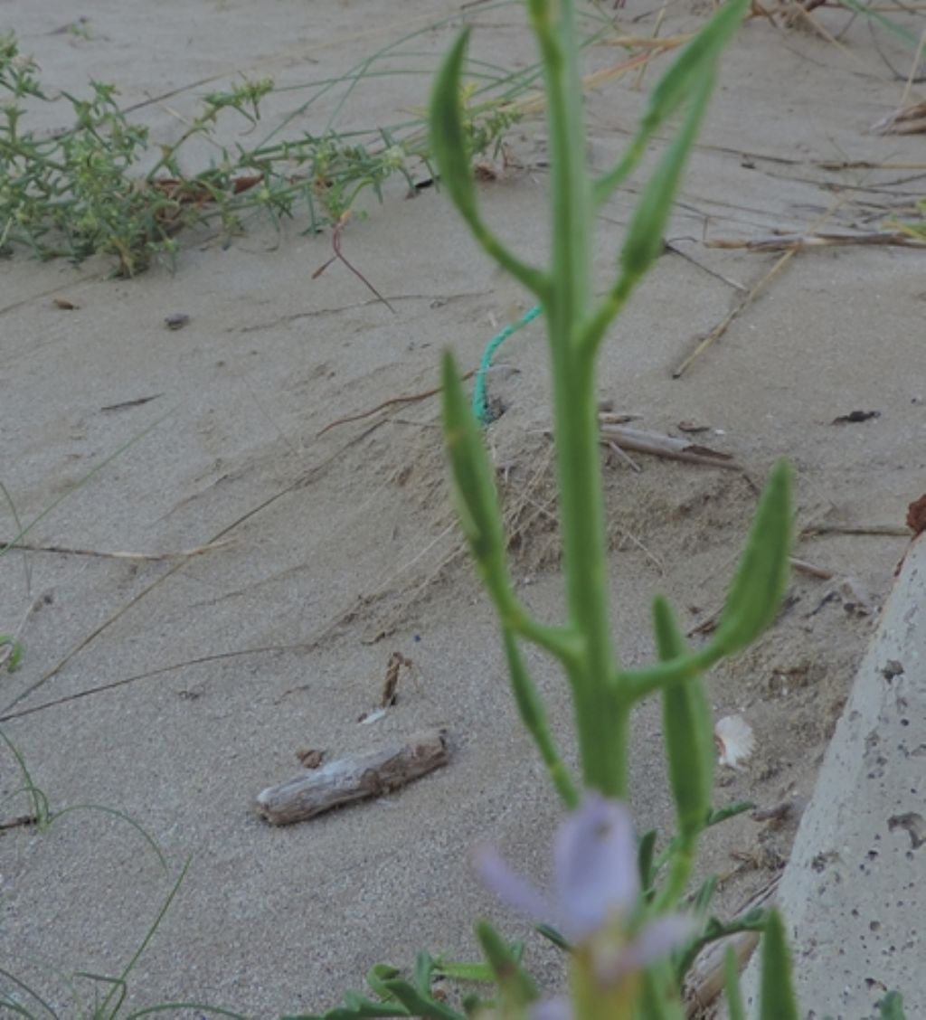 Sulla sabbia: Cakile maritima (Brassicaceae)